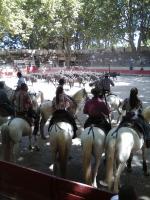 les 50 toros dans l'aréne